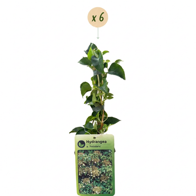 6x Kletterhortensie 'Petiole' Weiß - Rankende Schönheit für Ihren Garten (Ø9cm)