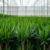 2x Yucca Elephantipes (Palmlilie) - Ø17cm - ca. 90cm Bild 8