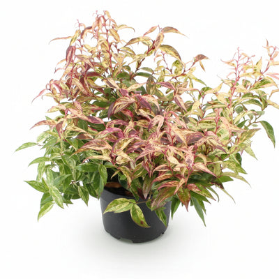Leucothoe Makijaz, Immergrün, Braun, 1 Pflanze, 45cm Höhe, Topf 17cm
