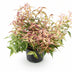 Leucothoe Makijaz, Immergrün, Braun, 1 Pflanze, 45cm Höhe, Topf 17cm Bild 2