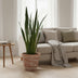 Sansevieria Zeylanica (Bogenhanf) Ø27cm - 120cm hoch Bild 2