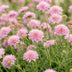 Green boutiQ - Perennial - Scabiosa col. Pink Mist - Scabious - Bee and Butterfly Attractors - Pink - 12 Plants - Pot 11cm - Height 15-25cm Bild 4