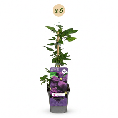 6x Clematis Etoile Viol Kletterpflanze Lila Ø9cm ↕35cm
