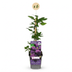 6x Clematis Etoile Viol - Waldrebe Étoile Violette - Lila - Kletterpflanze - Ø9cm - ↕35cm Bild 2