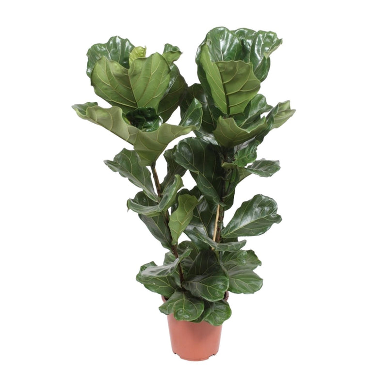 Ficus Lyrata Geigenfeige Topf Ø27cm, Höhe ca. 100cm