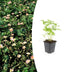 Walderdbeere (Fragaria vesca) - 10-25cm Topf Ø9cm - Intensiver Geschmack Bild 1