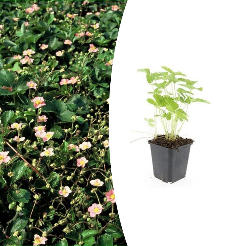Walderdbeere (Fragaria vesca) - 10-25cm Topf Ø9cm - Intensiver Geschmack