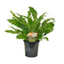 Asplenium Campio Zimmerpflanze Ø17cm - 50cm hoch Bild 1
