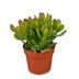 Crassula Ovata - Geldbaum - Grün - Sukkulente/Kaktus - Ø12cm - ↕16cm Bild 2
