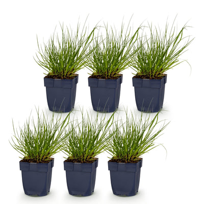 Green boutiQ - Gräser - Panicum virg. Northwind - Prairiegras - Mit Blüte - Grün - 6 Pflanze - Topf 11cm - Höhe 15-25cm
