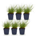 Green boutiQ - Gräser - Panicum virg. Northwind - Prairiegras - Mit Blüte - Grün - 1 Pflanze - Topf 11cm - Höhe 15-25cm Bild 2