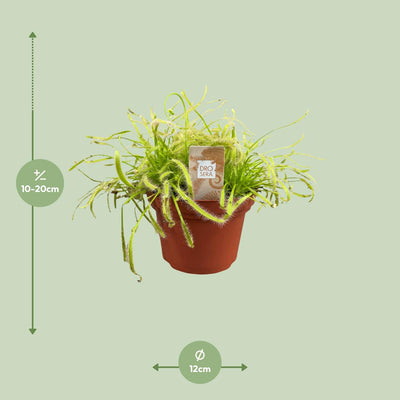 Drosera Capensis im 12cm Topf – Faszinierende fleischfressende Pflanze
