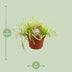 Drosera Capensis in a 12cm pot – Fascinating carnivorous plant Bild 2