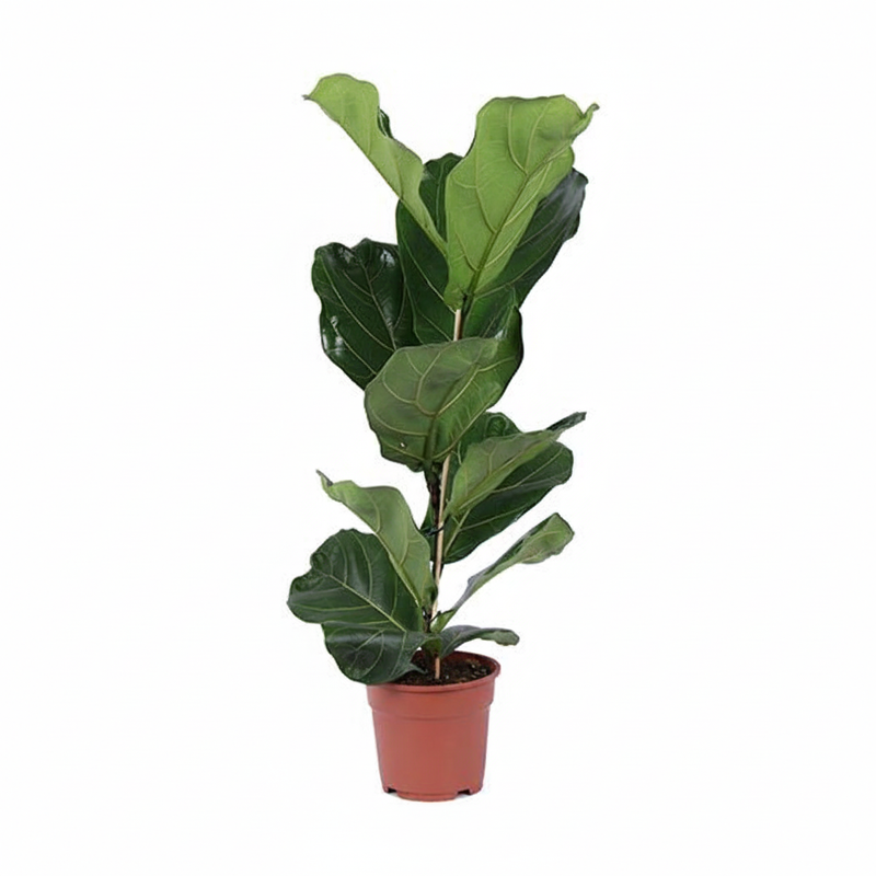 Ficus Lyrata Baum - 80cm: Eleganter Blickfang für Ihr Zuhause
