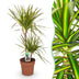 Dracaena Sunray Zimmerpflanze, 90-100cm, Topf 21cm, pflegeleicht Bild 1