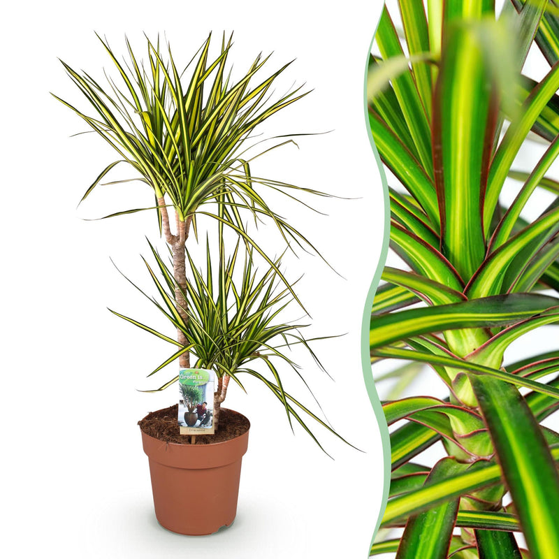 Dracaena Sunray Zimmerpflanze, 90-100cm, Topf 21cm, pflegeleicht