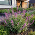 Green boutiQ - Stauden - Nepeta rac. Grog - Katzenminze - Bienchen- und Schmetterlingsanzieher - Blau - 1 Pflanzen - Topf 11cm - Höhe 15-25cm Bild 6