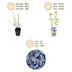 GreenboutiQ Honigbeere (Lonicera caerulea Kamtschatica), 6 Pflanzen Bild 4