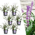 6 x Liriope Muscari 'Ingwersen' XL - 14cm Topf, 30cm Höhe Bild 1