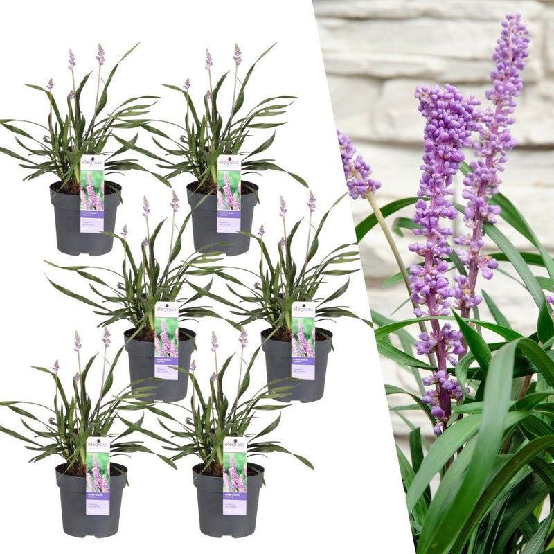 6 x Liriope Muscari 'Ingwersen' XL - 14cm Topf, 30cm Höhe