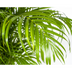 Areca Palm Dypsis Areca Lutescens Ø27cm, 150-170cm – Tropical Beauty Bild 4