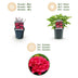 GreenboutiQ - Hortensie - Hydrangea macrophylla Rot - Blüte Rot - 1 Pflanze - Laubabwerfend - Wenig Pflege - Topf 17cm Höhe 30cm Bild 13