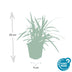 12x Carex morrowii 'Irish Green' - Immergrüner Bodendecker, 10-25cm Bild 3