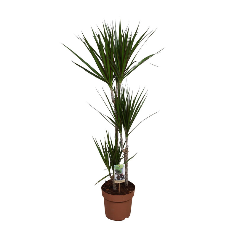 Dracaena Marginata (Dragon Tree) - Ø21cm, ↕120cm