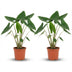 Alocasia Zebrina XXL - 2 Stück - 70-75 cm - Ø 21 cm Bild 1