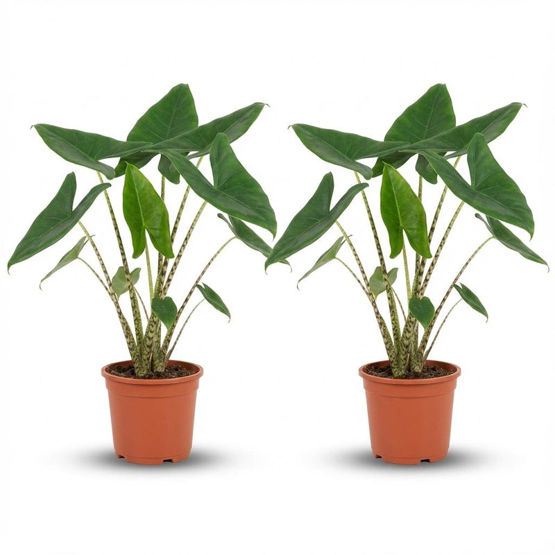 Alocasia Zebrina XXL - 2 Stück - 70-75 cm - Ø 21 cm