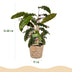 Green boutiQ - Zimmerpflanzen - Calathea Rufibarba - Pfauenpflanze - Wenig Pflege - mit Korb - Grün - 2 Pflanzen - Topf 17cm - Höhe 55-60cm Bild 3