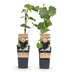 GreenboutiQ Purple Grape, Seedless - Vitis vinifera Vanessa - 2 Plants Bild 1