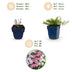 Green boutiQ - Perennial - Phlox Tricolour - Flame Flower - Ground Covering - Purple - Pink - White - 24 Plants - Pot 11cm - Height 15-25cm Bild 1