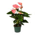 Anthurium Sweet Dream Pflanze Ø12cm - 35cm Hoch Bild 1