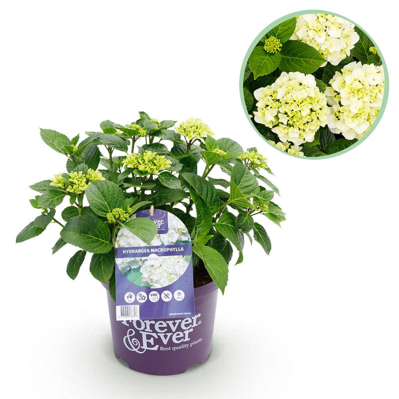 Hortensie Forever & Ever Weiß - Topf 23cm, Höhe 55cm