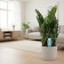 Zamioculcas, 75cm hoch, Ø21cm Topf Bild 3