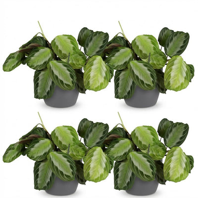 Green boutiQ Maranta Fascinator Silverband, 4 Pflanzen m. Topf