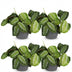 Green BoutiQ Maranta Fascinator Silverband, 4 plants with pot Bild 2