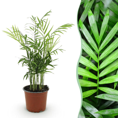 Goldpalme (Chamaedorea elegans) - Haustierfreundlich, Topf 12cm