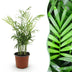 Parlor Palm (Chamaedorea elegans) - Pet-friendly, 12cm pot Bild 1