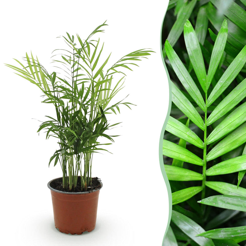 Parlor Palm (Chamaedorea elegans) - Pet-friendly, 12cm pot