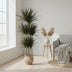 Dracaena Magenta Carrousel, 150cm, Topf Ø31cm Bild 3
