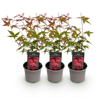 Acer palmatum Beni-maiko: 3x Japan-Ahorn, rot, pflegeleicht, 35cm