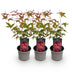 Acer palmatum Beni-maiko: 3x Japan-Ahorn, rot, pflegeleicht, 35cm Bild 2
