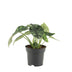 Alocasia Drachenschuppe – Kompakte Pflanze mit einzigartigen Blättern Bild 1