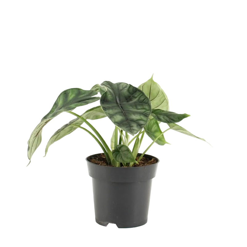 Alocasia Drachenschuppe – Kompakte Pflanze mit einzigartigen Blättern