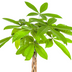 Money Tree Pachira Aquatica in Ø19cm pot, 70-90cm Bild 4