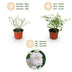 Garden Rose 'White Fairy' - Hardy, white rose in a 12cm pot Bild 6