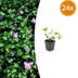 24x Vinca major (Großes Immergrün) - 10-25cm, robuster Bodendecker Bild 1