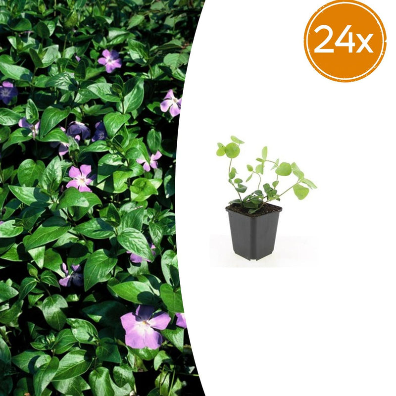 24x Vinca major (Großes Immergrün) - 10-25cm, robuster Bodendecker